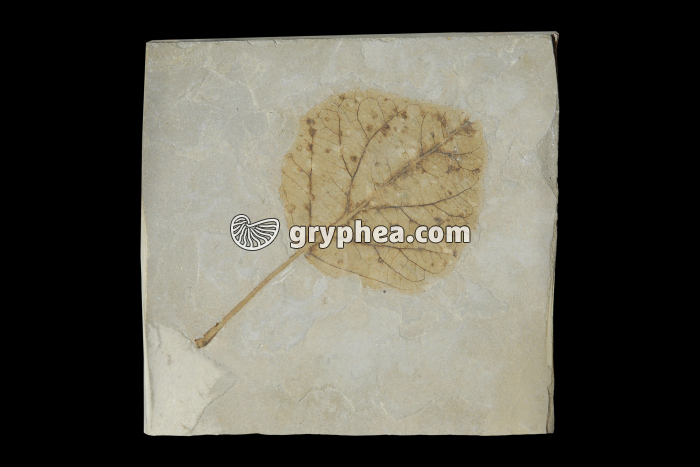 Feuille de Peuplier fossilisée - gryphea.com